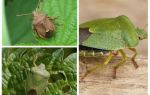 Bugs puants