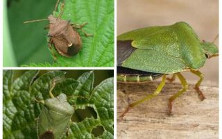 Bugs puants