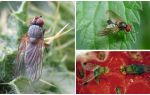 Comment faire face à une mouche pourpre
