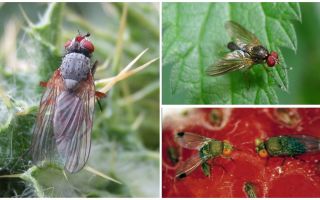 Comment faire face à une mouche pourpre