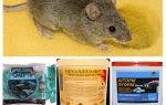 Poison de souris