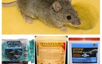 Poison de souris