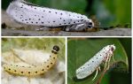 Apple Moth - comment y faire face
