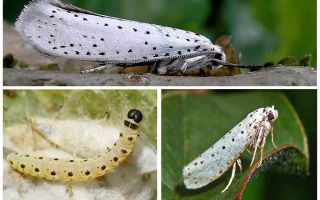 Apple Moth - comment y faire face