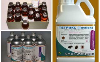 Tetrix remède contre les punaises