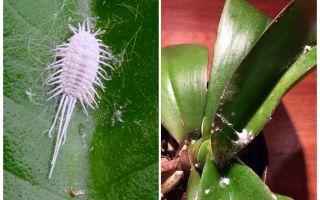 Comment traiter les cochenilles sur les orchidées