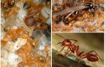 Fourmis pharaon