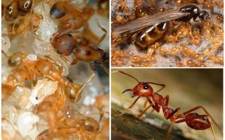 Fourmis pharaon