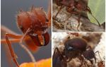 Fourmis coupe-feuilles