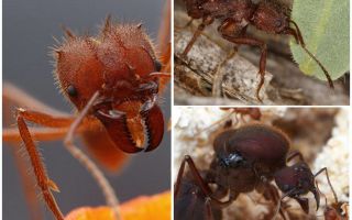 Fourmis coupe-feuilles