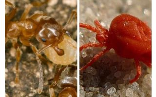 Fourmis contre les tiques