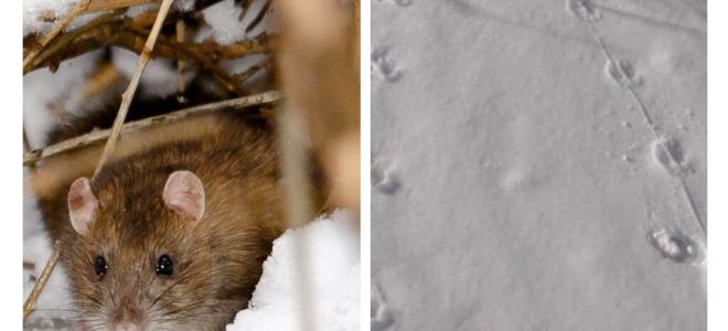 A quoi ressemblent les traces de rats dans la neige