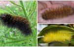 Chenilles Shaggy (moelleux)