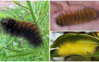 Chenilles Shaggy (moelleux)