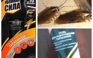 Remède Force destructrice des cafards