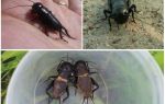 Description et photo de cricket