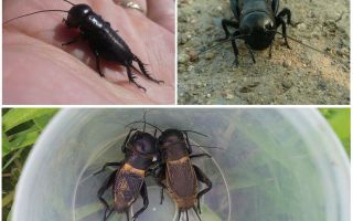 Description et photo de cricket
