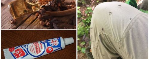 Remèdes populaires pour les moustiques
