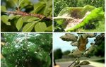 Comment se débarrasser des pucerons dans les arbres