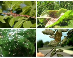 Comment se débarrasser des pucerons dans les arbres