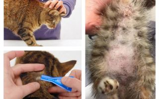 Que se passe-t-il si un chat ou un chat lèche les gouttes de puce?