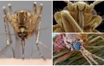 Mosquito dans une vue plus grande