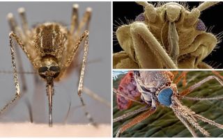 Mosquito dans une vue plus grande