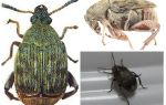 Comment se débarrasser des grains de haricots dans l'appartement