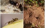 Fourmis noires de jardin
