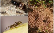 Fourmis noires de jardin