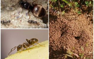 Fourmis noires de jardin