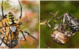 Araignées de tisserand