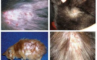 Un chat est allergique aux puces - que de traiter