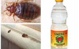 Vinaigre contre les punaises dans l'appartement