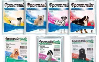 Manipulation des chiens contre les puces et les tiques