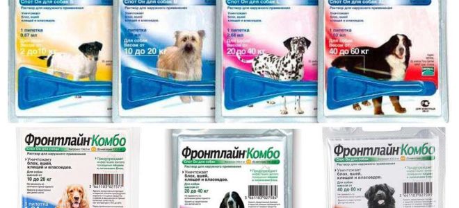 Manipulation des chiens contre les puces et les tiques