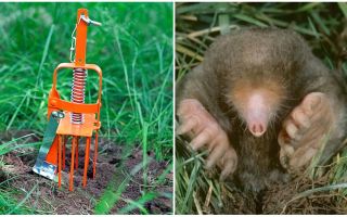 Mole catchers avec leurs propres mains