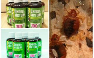 Cypermethrin de punaises de lit