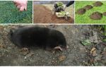 Comment faire peur aux taupes de la datcha ou du jardin