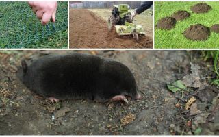 Comment faire peur aux taupes de la datcha ou du jardin