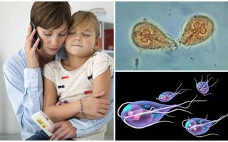 Comment traiter Giardia chez les enfants par le Dr Komarovsky