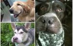 Que faire si un chien est mordu par une abeille