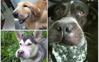 Que faire si un chien est mordu par une abeille