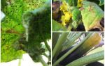 Comment se débarrasser des pucerons sur les courgettes