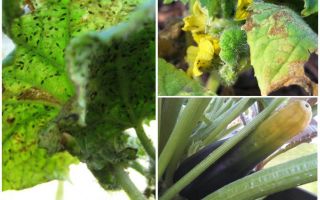 Comment se débarrasser des pucerons sur les courgettes