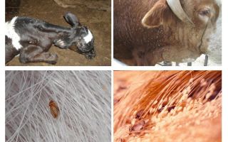 Traitement des poux chez les vaches et les veaux