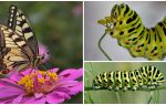 Description et photo de la chenille du papillon Machaon
