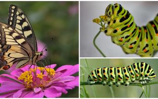 Description et photo de la chenille du papillon Machaon