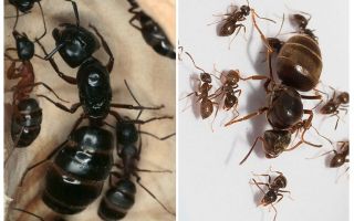 Reine des fourmis