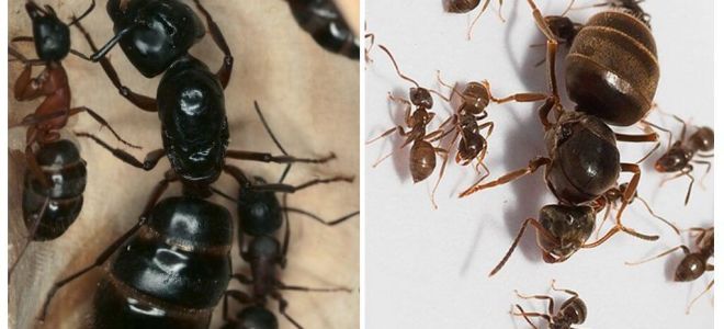 Reine des fourmis